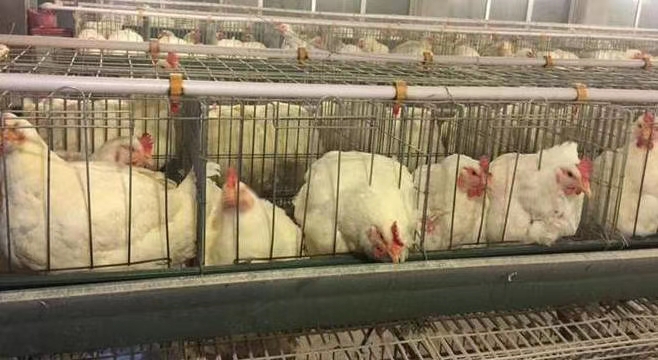 肉鸡饲养管理措施