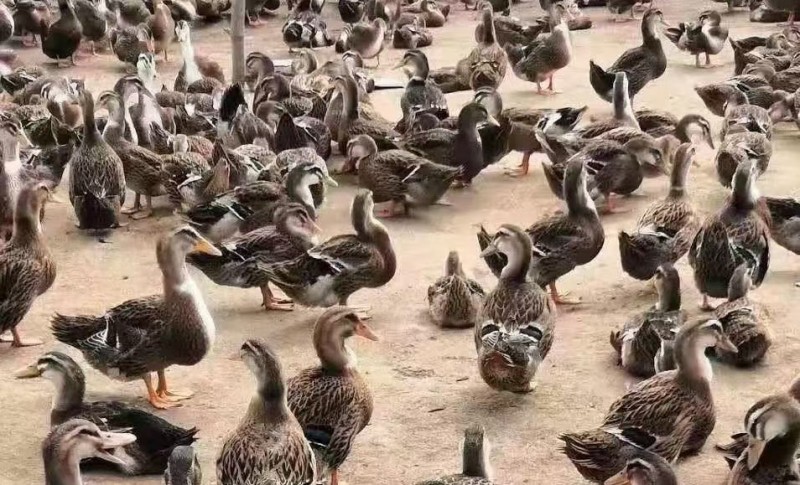 肉鸭常见的几种中毒原因