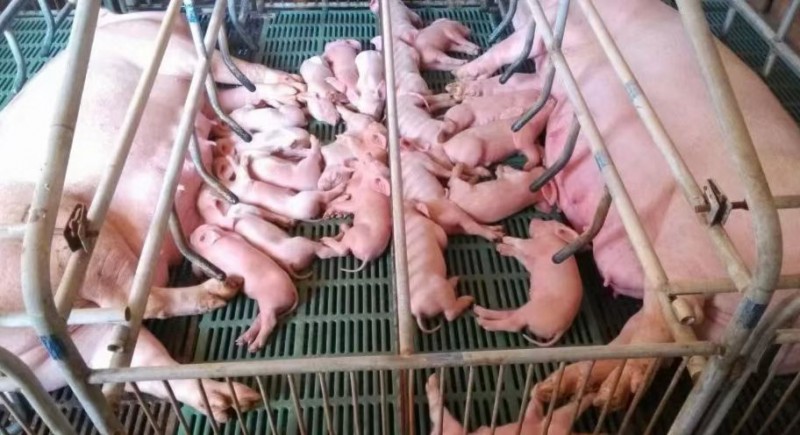 母猪产程长的解决方法