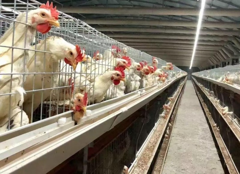 肉鸡腹水症的发病原因