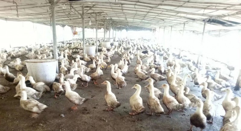 鸭采食量下降的原因