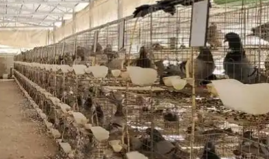 鸽子毛滴虫用什么药最好
