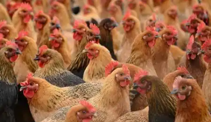 鸡脸肿是什么病