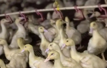 鸭瘟与鸭病毒性肝炎的区别