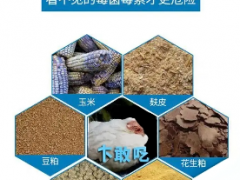 告别盲目吸附，养殖脱霉进入“生物时代”——德美“立清霉”为畜禽健康护航